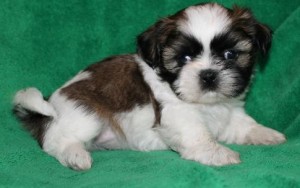 Home Trained Shih Tzu Puppies