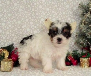 Shih-Tzu puppies