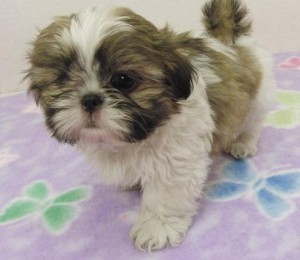 Quality Bred Family Rasied Shih Tzu For Sale