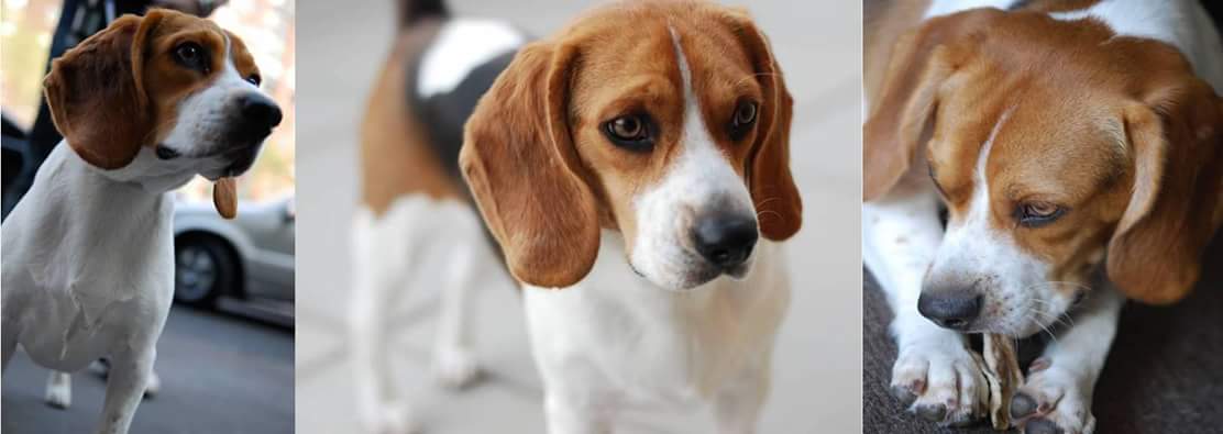 Owner\'s Westside Beagles