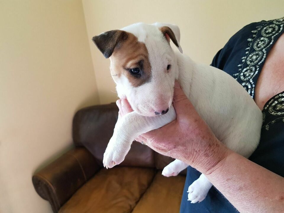 Bull terrier puppies