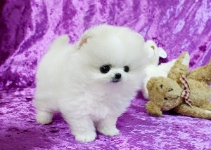 Adorable Pedigree Pomeranian Puppies