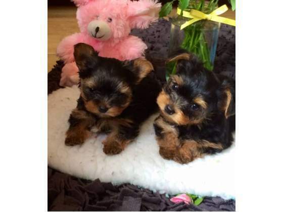 Male and Female Yorkie Puppies