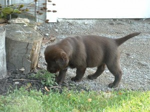 Sweet Labrador Puppies