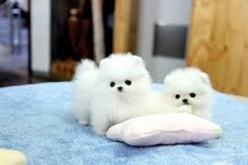 White Pomeranian Puppies