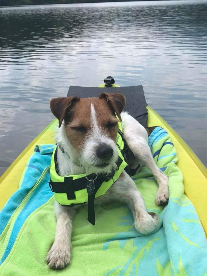 CONASAUGA JACK RUSSELL TERRIERS