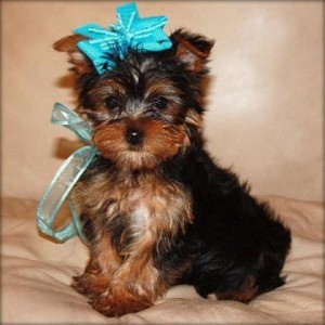 Tiny Adorable Baby Yorkie Puppy