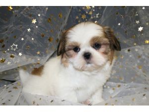 Beautiful Imperial Shih Tzu Puppies