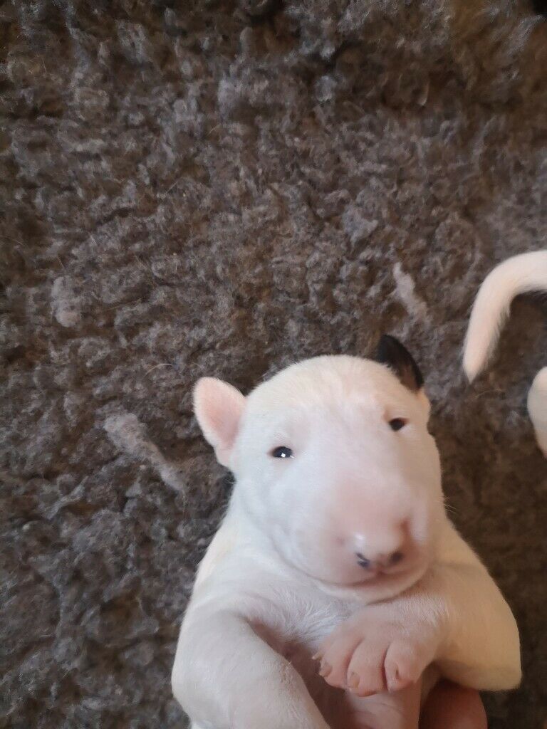 Miniature Bull Terrier puppies