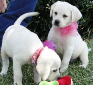 Two Labrador puppies for free