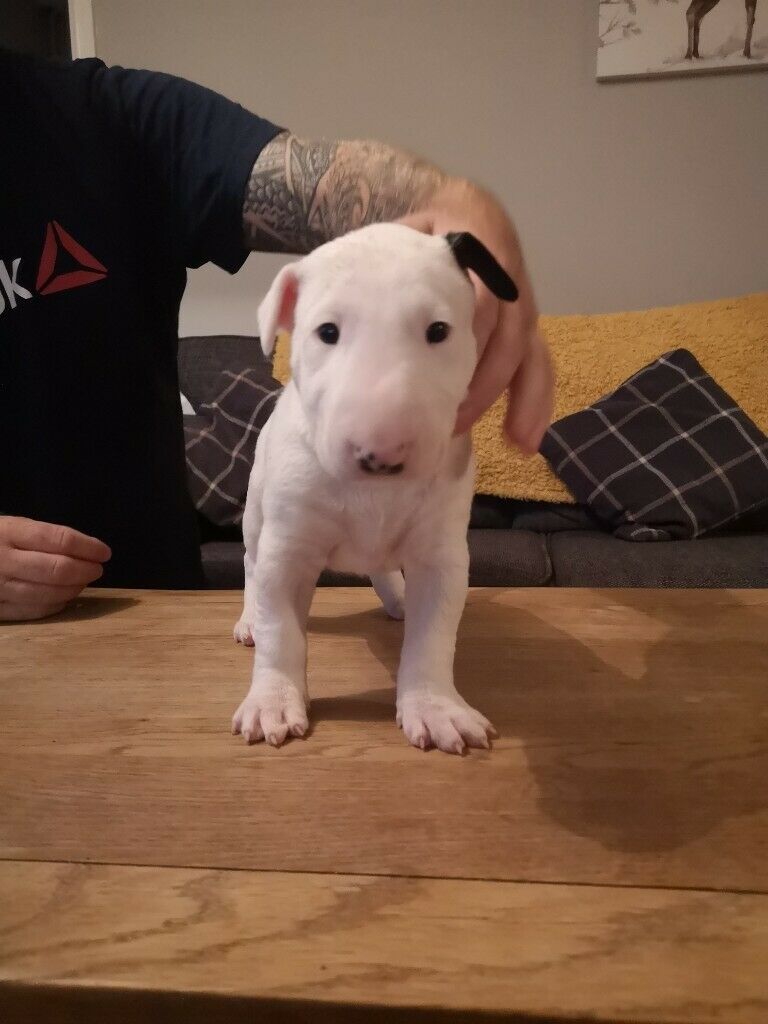 Bull Terrier puppies Call or text (567) 333-7079