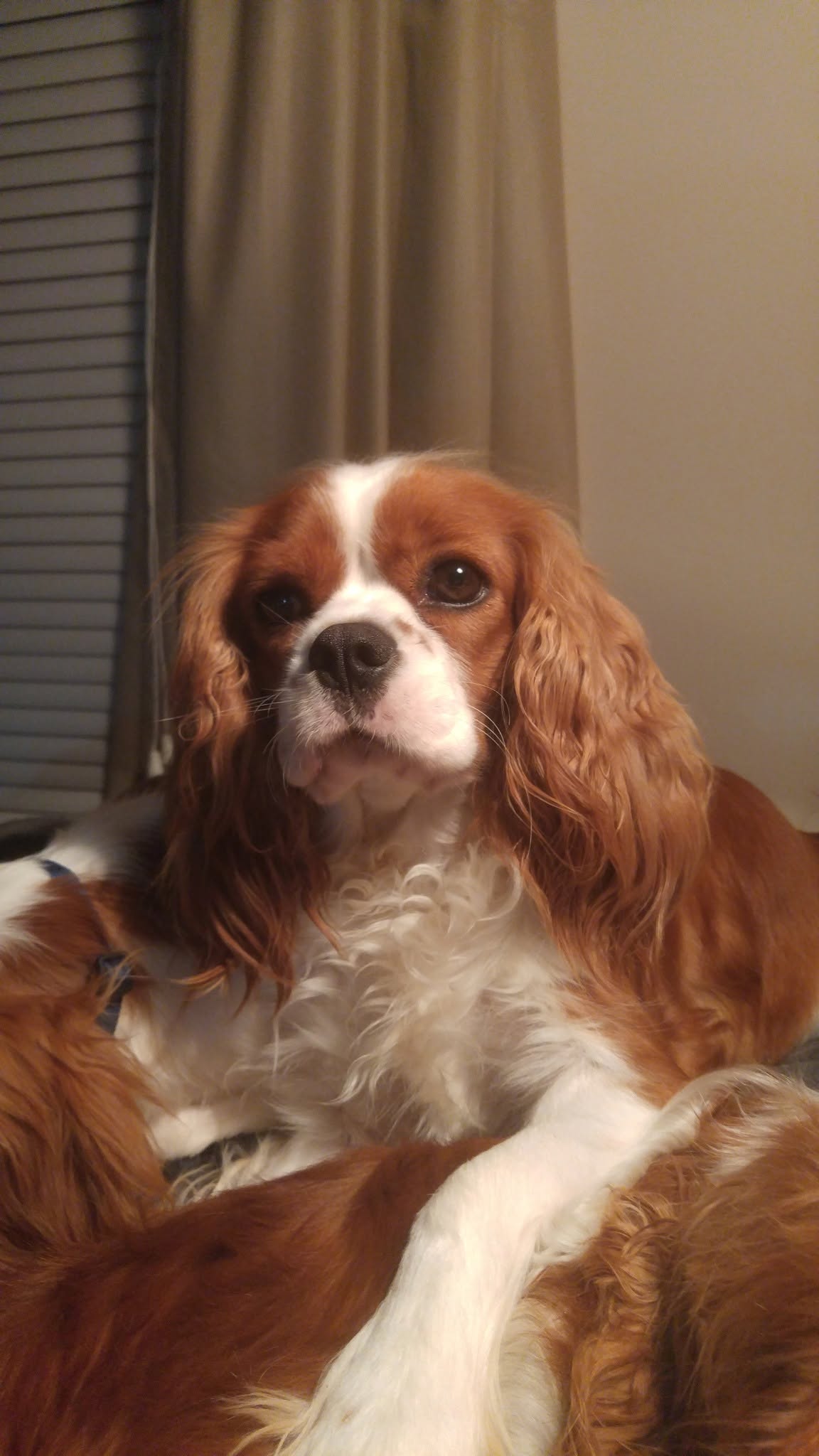 MERIMAUR GOLDENS AND CAVALIERS