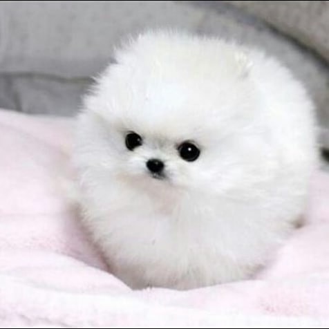 Super Cute Pomeranian Puppies for sale