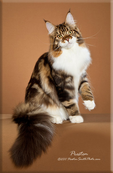 Stormytown Maine Coons