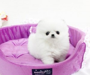 Priceless White Pomeranian Puppy