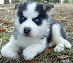 Cute and Adorable Siberian Husky Puppies