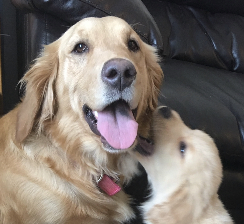 Windy Acres Golden Retrievers