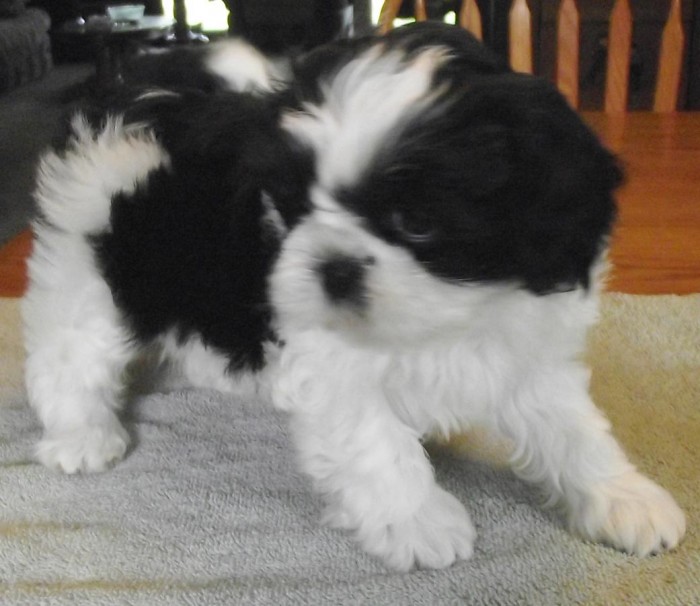 Beautiful Imperial Shih Tzu Puppies