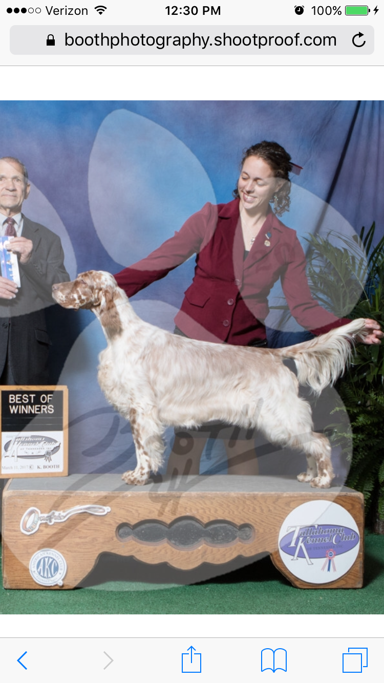 Violet Hill English Setters