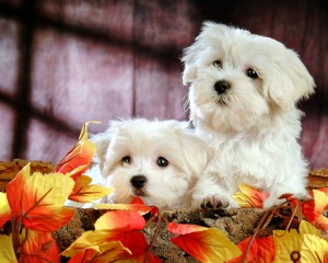 healthy malteses puppy