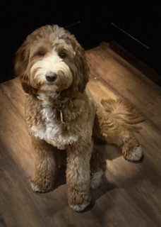 Gloria’s Goldendoodle’s