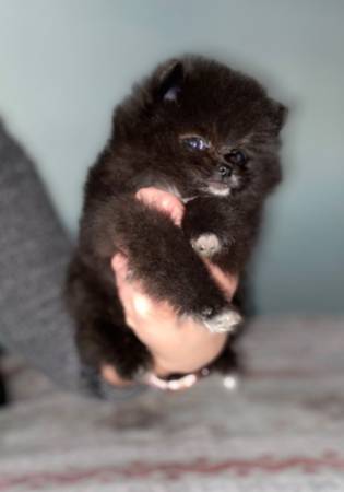 Fabulous  Pomeranian Puppies for sale