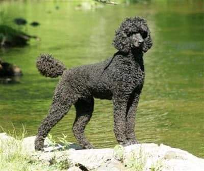 Omaha St Poodles