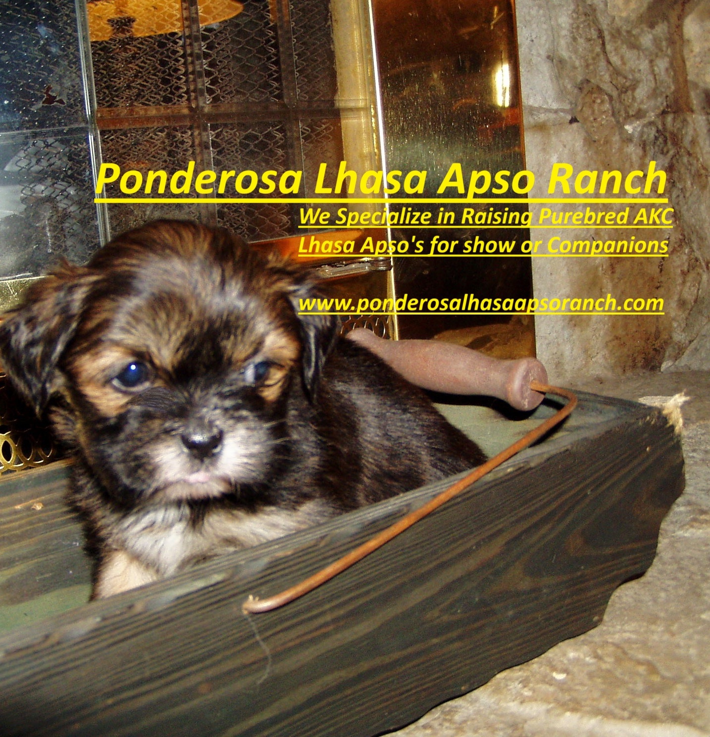 Ponderosa Lhasa Apso Ranch
