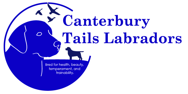 Canterbury Tails Labradors