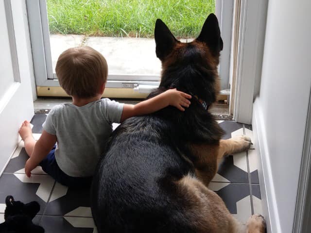 Eichenluft European German Shepherds