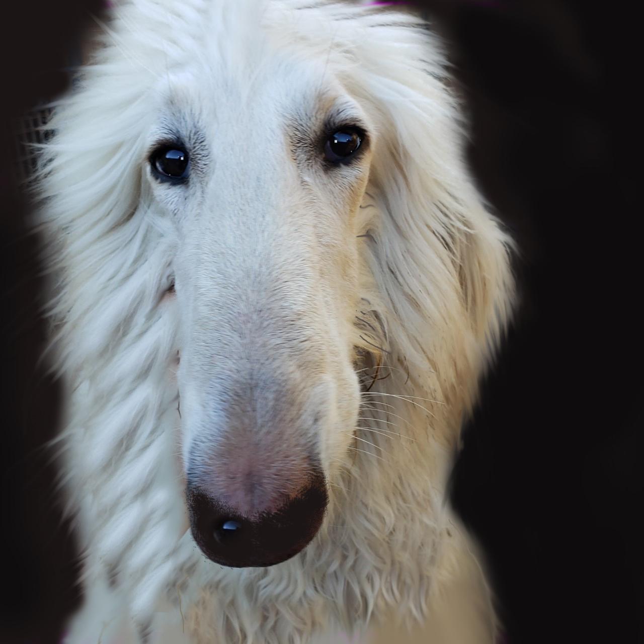 ZoSo Afghan Hounds