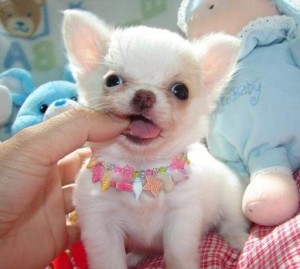 Chihuahua Puppy