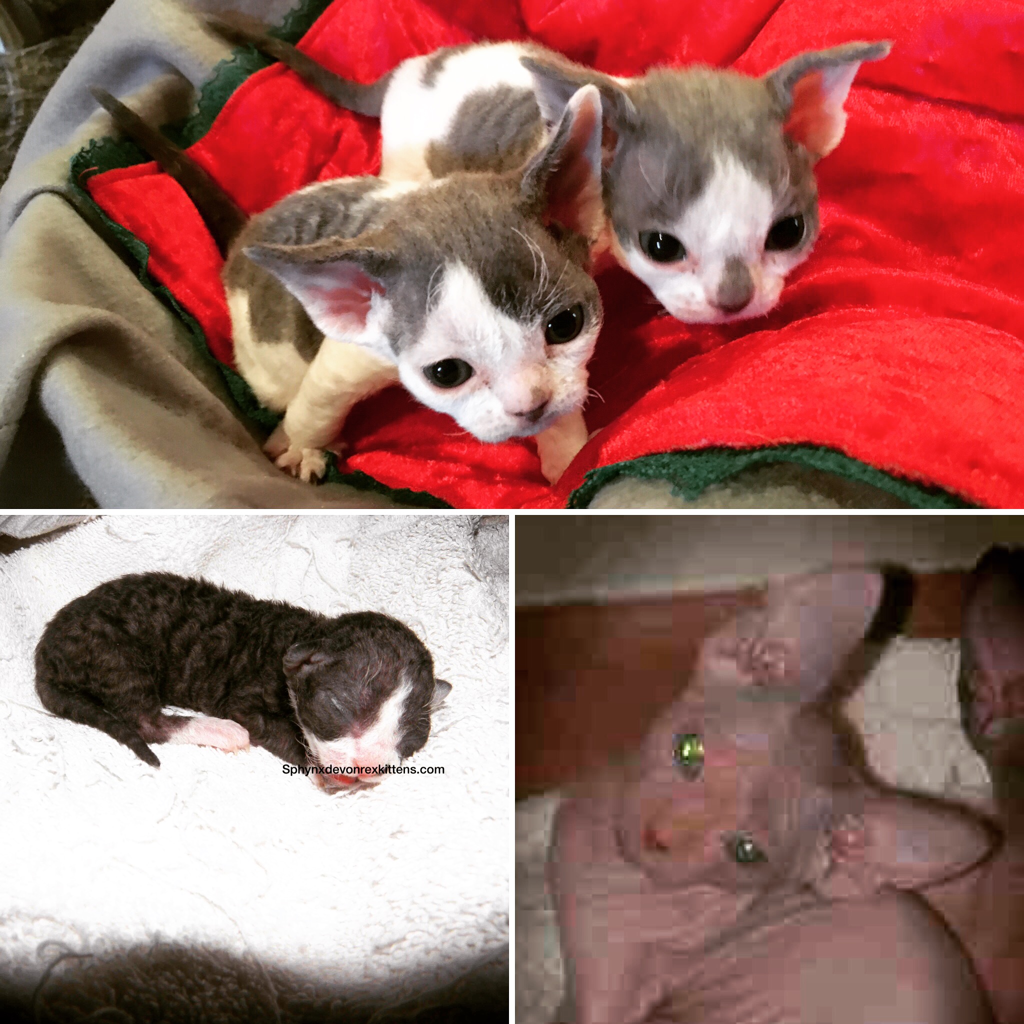 Devon Rex Breeder