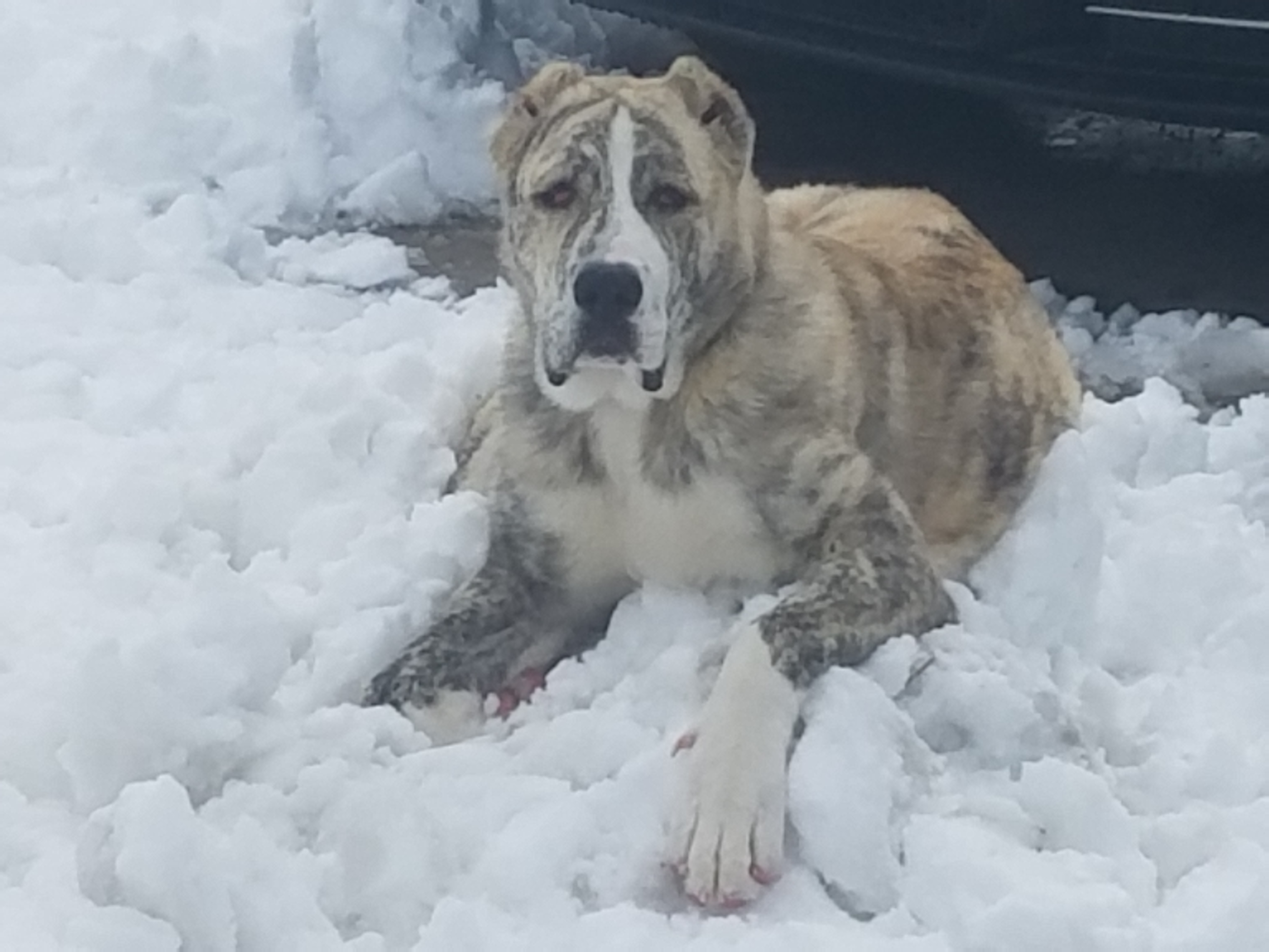 valentine kennels