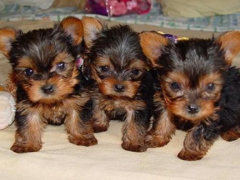 Tiny Adorable Baby Yorkie Puppy