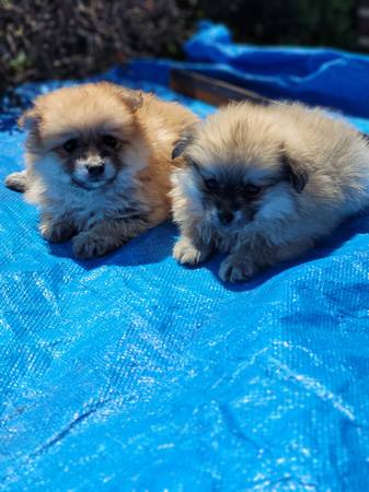 Beautiful Purebred Pomeranian Puppies