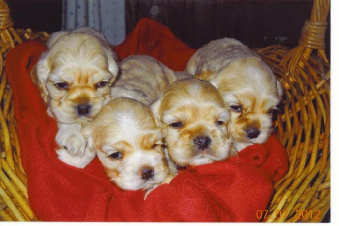 Cocker Spaniels by Sandi