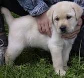 Cute Labrador retriever Puppies Available