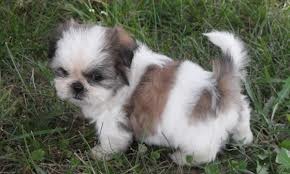 Shih Tzu Puppies for Sale