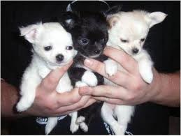 Excellent Apple Head Chihuahua Puppies
