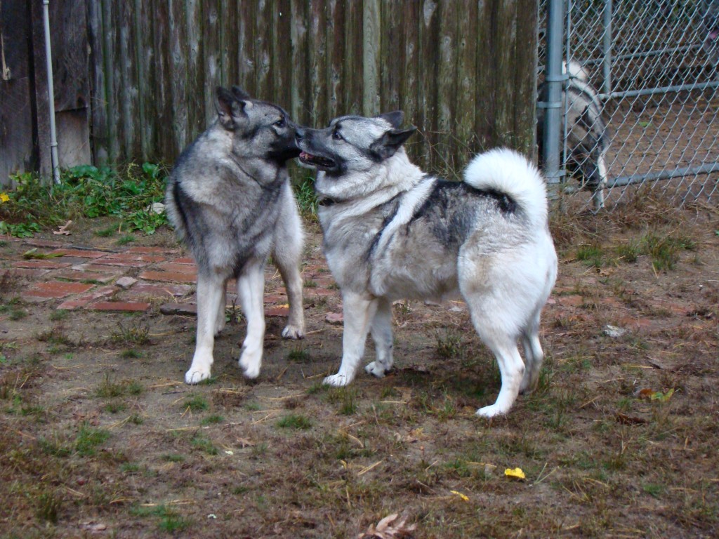 elkhound breeders