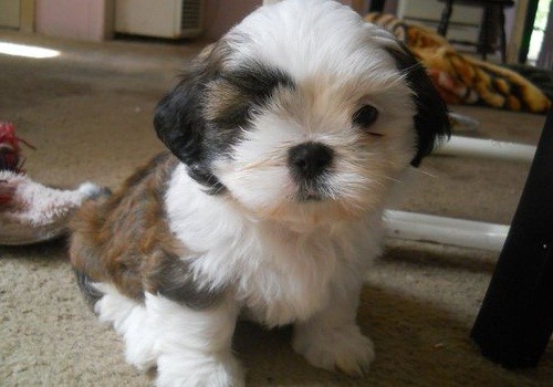 Home Trained Shih Tzu Puppies