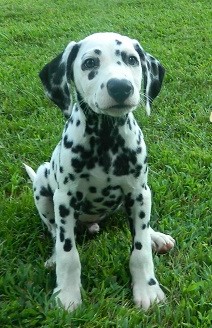 double- d- dalmatians