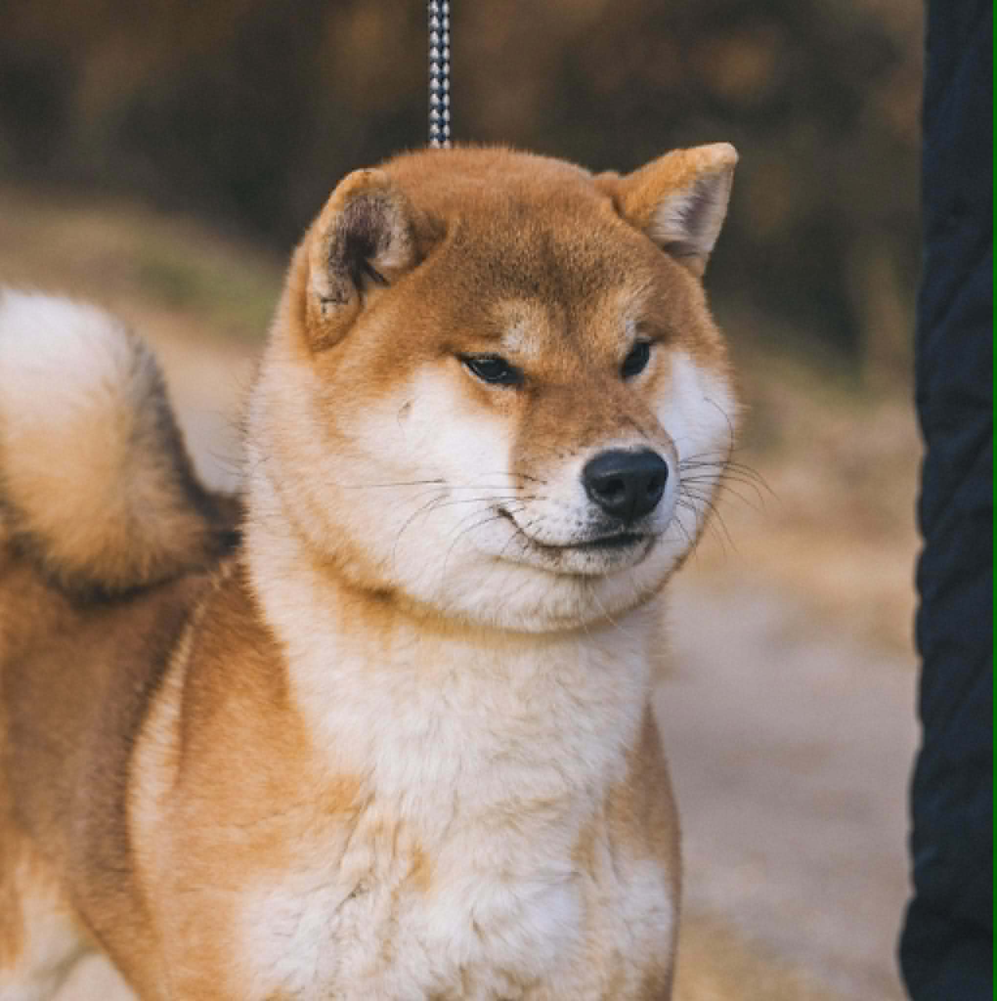 GOLDKRESS SHIBAS