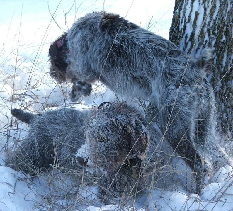 Wapsi River Griffons