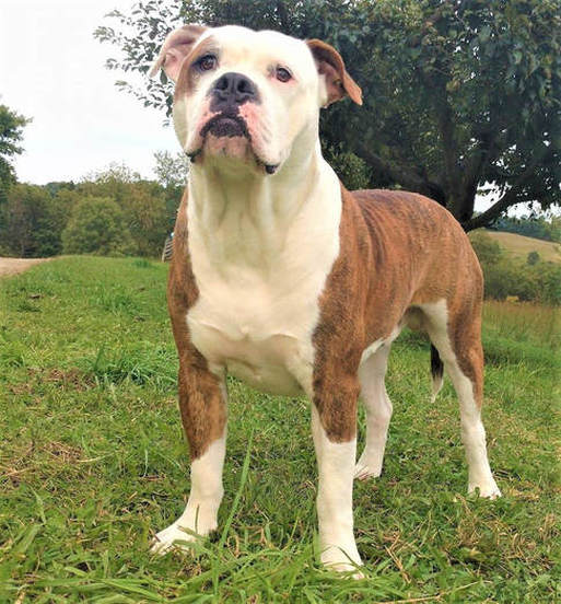 F. F. Fox'SFarm of ALAPAHA BLUE BLOOD BULLDOGS