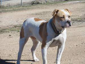 alapaha connection kennels