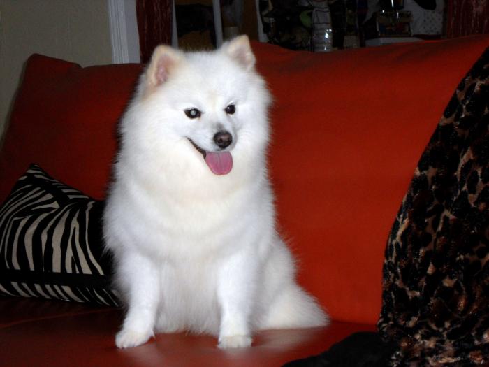 La Luna\'s American Eskimo Dogs