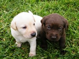 Labrador puppies