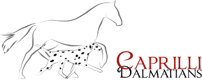 Caprilli Dalmatians